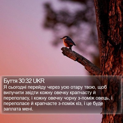 Буття 30:32 UKR Bible Verse Image