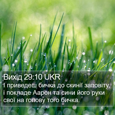 Вихід 29:10 UKR Bible Verse Image
