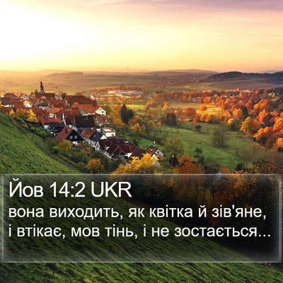 Йов 14:2 UKR Bible Verse Image