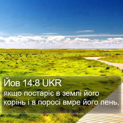 Йов 14:8 UKR Bible Verse Image
