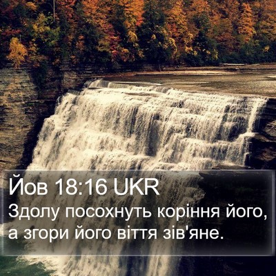 Йов 18:16 UKR Bible Verse Image