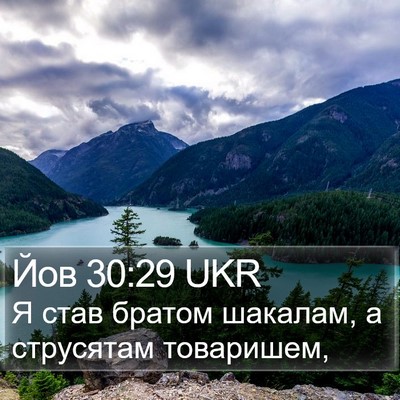 Йов 30:29 UKR Bible Verse Image