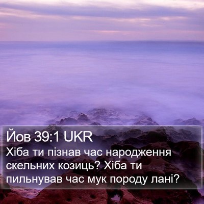Йов 39:1 UKR Bible Verse Image