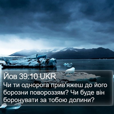 Йов 39:10 UKR Bible Verse Image