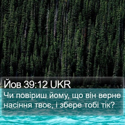 Йов 39:12 UKR Bible Verse Image