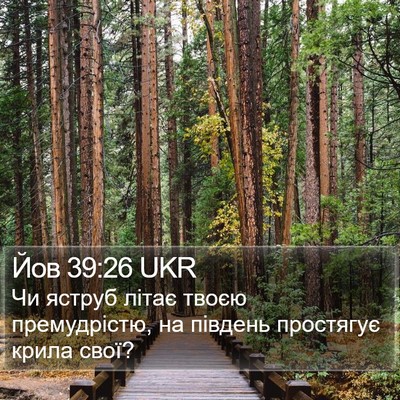 Йов 39:26 UKR Bible Verse Image