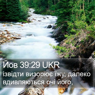 Йов 39:29 UKR Bible Verse Image
