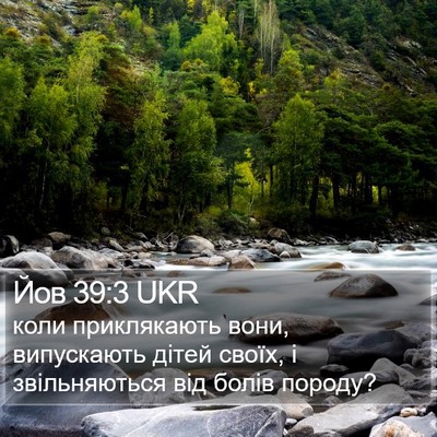 Йов 39:3 UKR Bible Verse Image