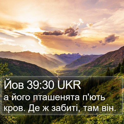 Йов 39:30 UKR Bible Verse Image