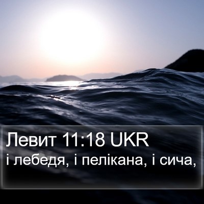 Левит 11:18 UKR Bible Verse Image
