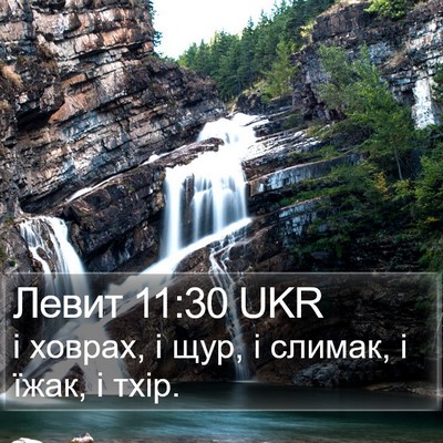 Левит 11:30 UKR Bible Verse Image