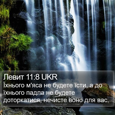 Левит 11:8 UKR Bible Verse Image