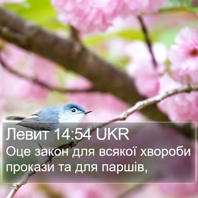 Левит 14:54 UKR Bible Verse Image