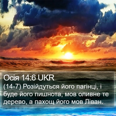Осія 14:6 UKR Bible Verse Image