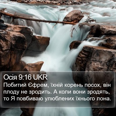 Осія 9:16 UKR Bible Verse Image