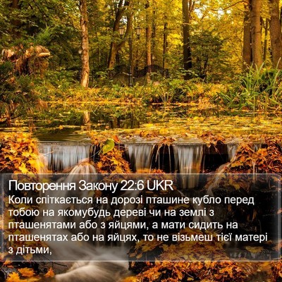 Повторення Закону 22:6 UKR Bible Verse Image