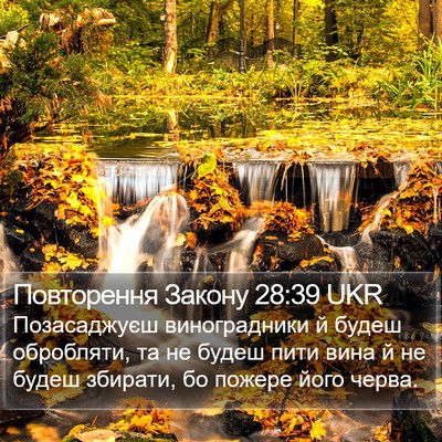 Повторення Закону 28:39 UKR Bible Verse Image