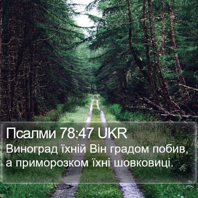 Псалми 78:47 UKR Bible Verse Image