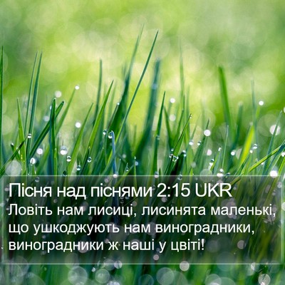 Пісня над піснями 2:15 UKR Bible Verse Image
