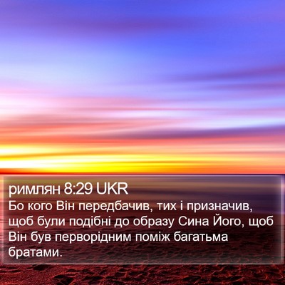 римлян 8:29 UKR Bible Verse Image