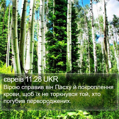 євреїв 11:28 UKR Bible Verse Image
