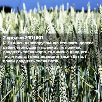 Picture 02 - 2 хроніки 2:10 UKR - (2-9) А ось дереворубам, що - Bible Verse Picture