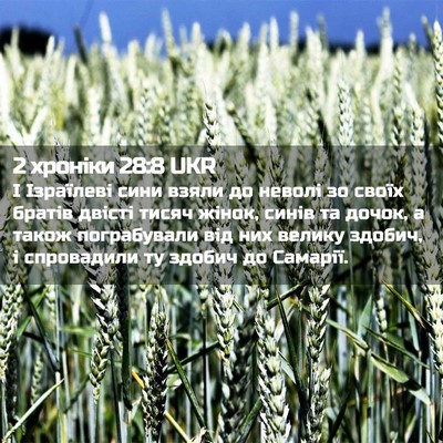 Picture 02 - 2 хроніки 28:8 UKR - І Ізраїлеві сини взяли до - Bible Verse Picture