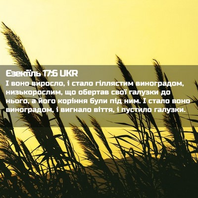 Picture 02 - Єзекіїль 17:6 UKR - І воно виросло, і стало - Bible Verse Picture