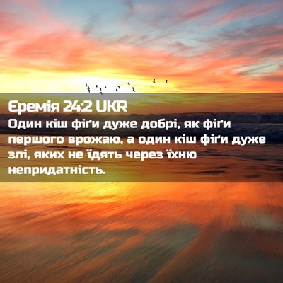 Picture 02 - Єремія 24:2 UKR - Один кіш фіґи дуже добрі, - Bible Verse Picture