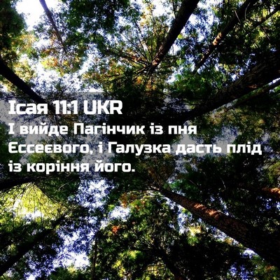 Picture 02 - Ісая 11:1 UKR - І вийде Пагінчик із пня - Bible Verse Picture