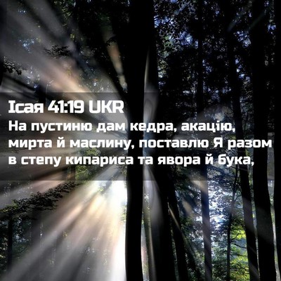 Picture 02 - Ісая 41:19 UKR - На пустиню дам кедра, - Bible Verse Picture