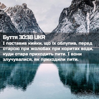 Picture 02 - Буття 30:38 UKR - І поставив кийки, що їх - Bible Verse Picture