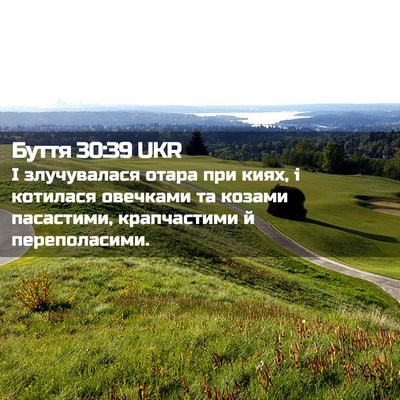 Picture 02 - Буття 30:39 UKR - І злучувалася отара при - Bible Verse Picture