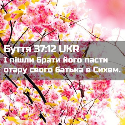 Picture 02 - Буття 37:12 UKR - І пішли брати його пасти - Bible Verse Picture