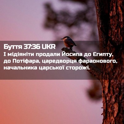 Picture 02 - Буття 37:36 UKR - І мідіяніти продали Йосипа - Bible Verse Picture
