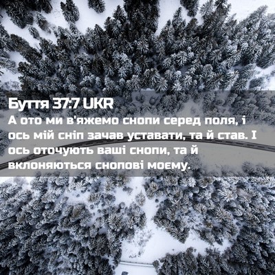 Picture 02 - Буття 37:7 UKR - А ото ми в'яжемо снопи - Bible Verse Picture