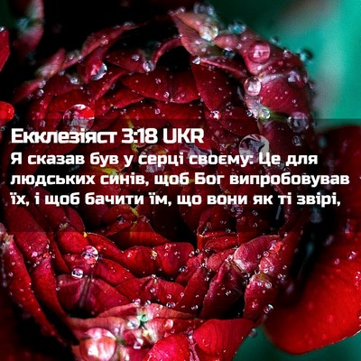 Picture 02 - Екклезіяст 3:18 UKR - Я сказав був у серці - Bible Verse Picture