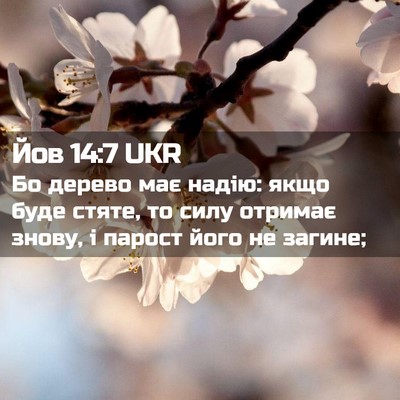 Picture 02 - Йов 14:7 UKR - Бо дерево має надію: якщо - Bible Verse Picture