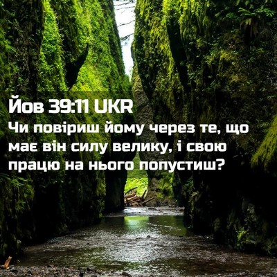 Picture 02 - Йов 39:11 UKR - Чи повіриш йому через те, - Bible Verse Picture