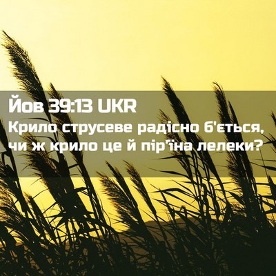 Picture 02 - Йов 39:13 UKR - Крило струсеве радісно - Bible Verse Picture