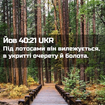 Picture 02 - Йов 40:21 UKR - Під лотосами він - Bible Verse Picture