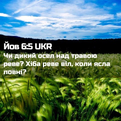 Picture 02 - Йов 6:5 UKR - Чи дикий осел над травою - Bible Verse Picture