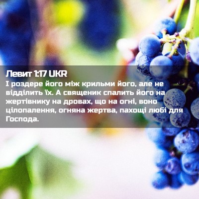 Picture 02 - Левит 1:17 UKR - І роздере його між крильми - Bible Verse Picture