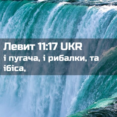 Picture 02 - Левит 11:17 UKR - і пугача, і рибалки, та - Bible Verse Picture