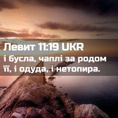 Picture 02 - Левит 11:19 UKR - і бусла, чаплі за родом її, - Bible Verse Picture