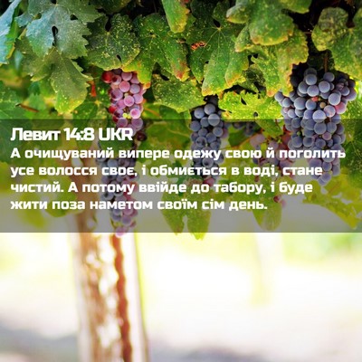 Picture 02 - Левит 14:8 UKR - А очищуваний випере одежу - Bible Verse Picture