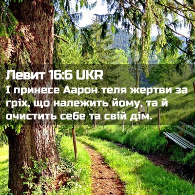Picture 02 - Левит 16:6 UKR - І принесе Аарон теля - Bible Verse Picture