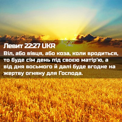 Picture 02 - Левит 22:27 UKR - Віл, або вівця, або коза, - Bible Verse Picture