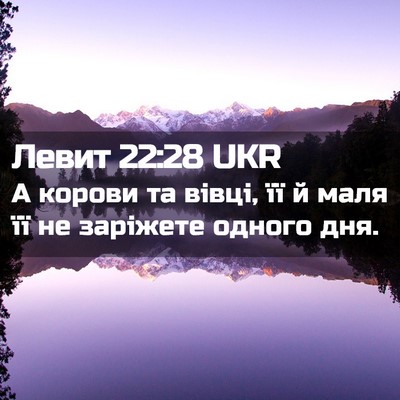 Picture 02 - Левит 22:28 UKR - А корови та вівці, її й маля - Bible Verse Picture
