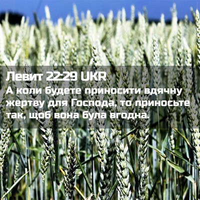 Picture 02 - Левит 22:29 UKR - А коли будете приносити - Bible Verse Picture
